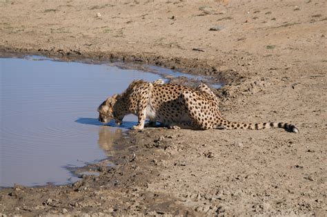 Mud Puddle Photos, Download The BEST Free Mud Puddle Stock Photos & HD ...