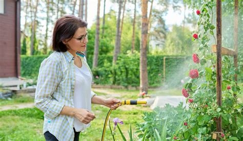 The Best Times To Plant Rose Bushes A Detailed Guide Crate And Basket