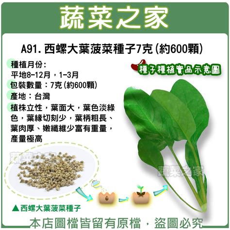 【蔬菜之家滿額免運】a91西螺大葉菠菜種子7克約600顆葉菜類種子 植株立性，葉面大，葉色淡綠色，葉緣切刻少，葉柄 蝦皮購物