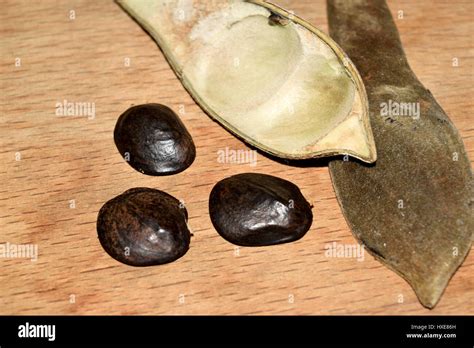 Dry Beans Of Wisteria With Ripe Seeds Leaked Stock Photo Alamy