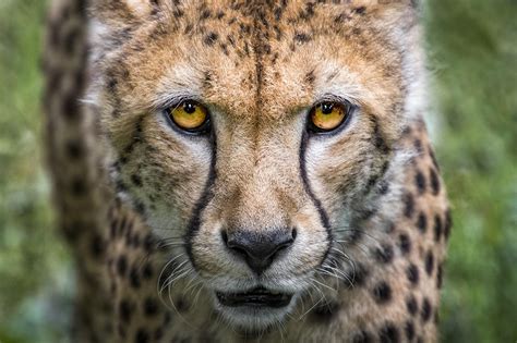 300,000+ Free Animal Cheetah & Cheetah Images - Pixabay