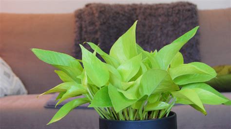 Neon Pothos Care Made Easy Best Guide