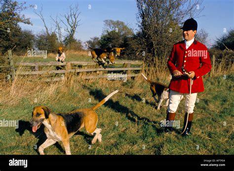 Huntsman Hounds Fox Hunting England Oxfordshire Stock Photo Alamy