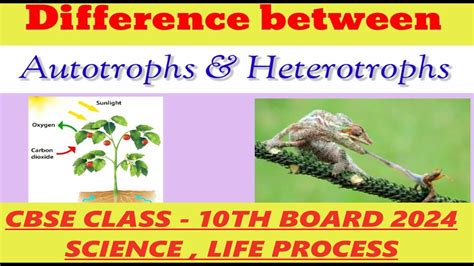 What Are Differences Between Autotrophs And Heterotrophs Cbse Class