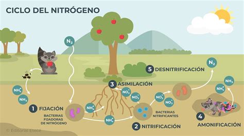 Ciclos Biogeoqu Micos Qu Son Tipos Y Su Importancia