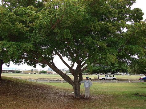 Geometry Tree - Bucida buceras - THE OUTDOOR CIRCLE