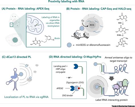 Creative Approaches Using Proximity Labeling To Gain New Biological Insights Trends In