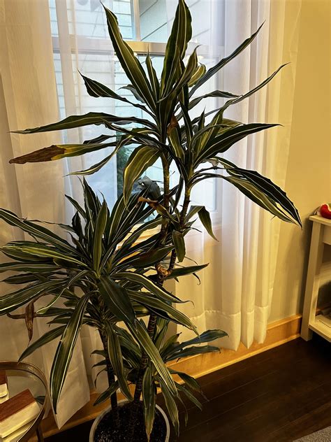 My Dracaena Warneckiis Leaves Keep Turning Brown And Falling Off What