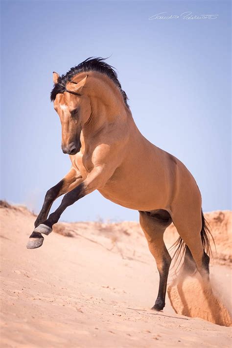 Wild Horse Photography Wild Buckskin Stallion Print Out Of 41 Off