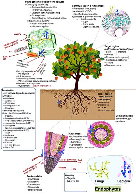 Frontiers Deciphering The Role Of Endophytic Microbiome In