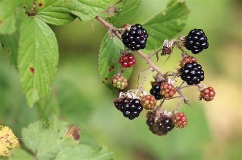 Blackberries Fruits Berries Free Photo On Pixabay Pixabay