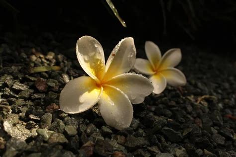 Flores Amarillas Y Blancas De Frangipani O Rbol Del Templo