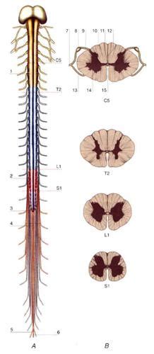 Midollo Spinale In Universo Del Corpo Treccani