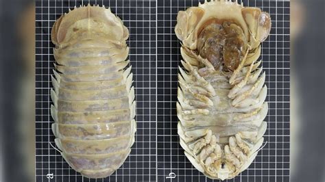 New species of giant deep-sea isopod discovered in the Gulf of Mexico | CNN