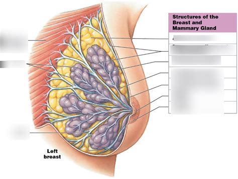 Mammary Glands Diagram Quizlet