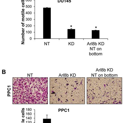 Arl8b Knockdown Prevents Low Ph Egf And Hgf Induced Lysosome