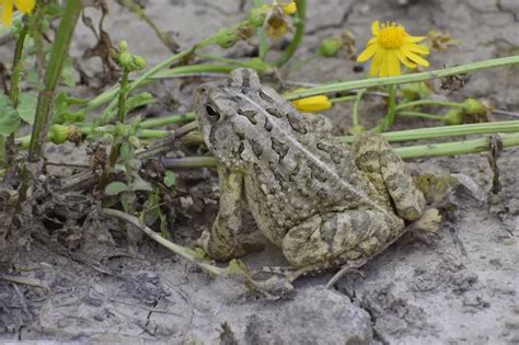 Anaxyrus Fowleri Facts Diet Habitat And Pictures On Animaliabio