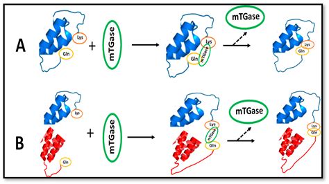 Ijms Free Full Text Microbial Transglutaminase As A Tool To Improve