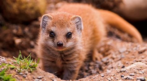 Mungos Mongoose Simpatični Lovac Pet Point