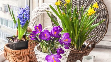 How to Grow Potted Bulbs Indoors