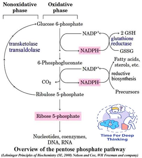 MCQs on Pentose Phosphate Pathway - Biotech MCQ