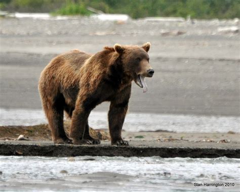 Photo Treks: Alaska Brown Bear