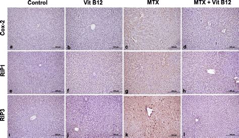 Liver Tissue Immunohistochemistry Staining Of All Experimental Groups Download Scientific