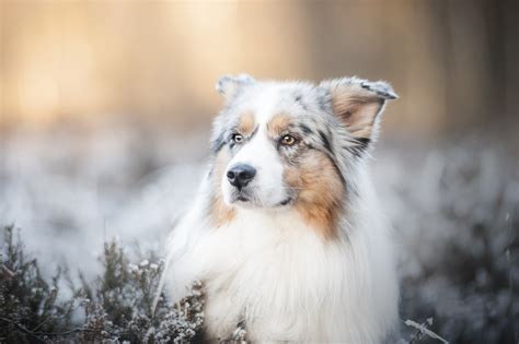 Download Muzzle Dog Animal Australian Shepherd 4k Ultra Hd Wallpaper