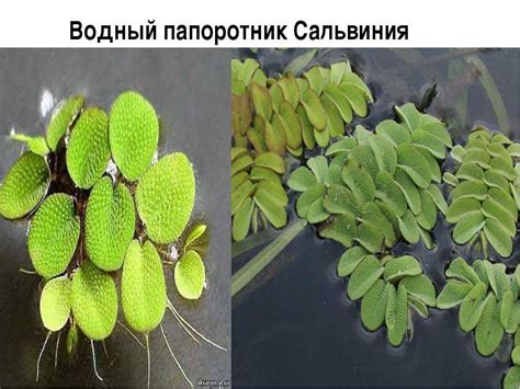 Сальвиния плавающая (salvinia natans), ушастая, клобучковая, папоротник ...