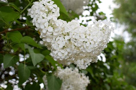 Lilac Flowers Plant White Free Photo On Pixabay Pixabay