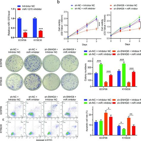 Inhibition Of MiR 1270 Weakens The Knockdown SNHG8 Effect On The