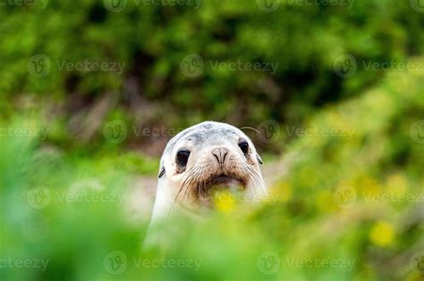 newborn australian sea lion on bush background 18751812 Stock Photo at ...