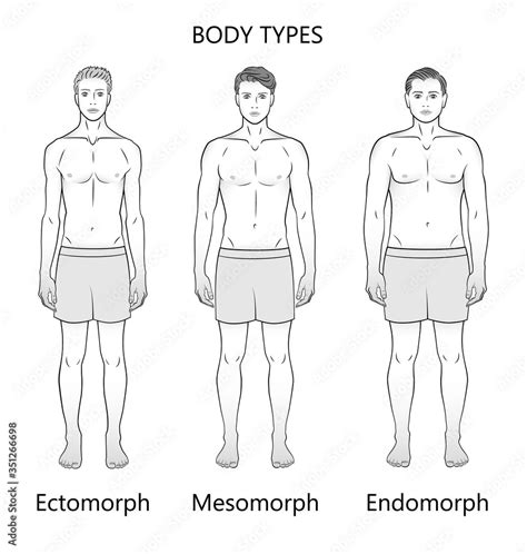 Human body types. Three figures, black and white. Forms: ectomorph ...