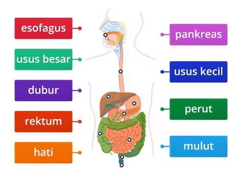 Sistem Pencernaan Manusia Labelled Diagram Free Nude Porn Photos 126784