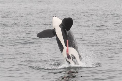 Whale Penis Unveiling The Secrets Behind The Largest Member Sea