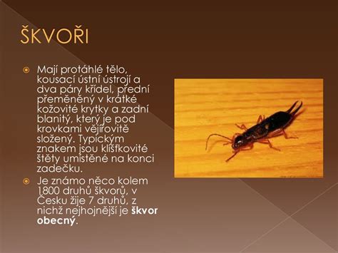 HMYZ ŠKVOŘI, VŠI. - ppt stáhnout