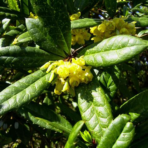 Gewöhnliche Berberitze Blüte gelb Berberis vulgaris Galerie Album