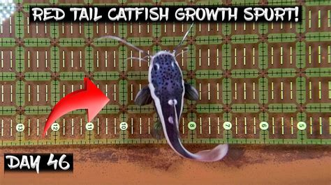 Going Through A Growth Spurt 46 Days Daily Red Tail Catfish Vlog