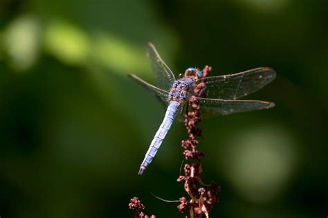 Blue Dragonfly Colors - Free photo on Pixabay - Pixabay