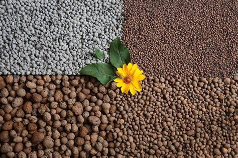 Керамзит для растений:🌱 как применяют и для чего он в цветочных горшках?
