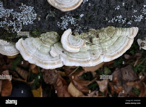 Cerrena Unicolor Known As Mossy Maze Polypore Wild Fungus From