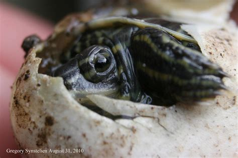 Baby Turtle Hatch August 2010 by UffdaGreg on DeviantArt