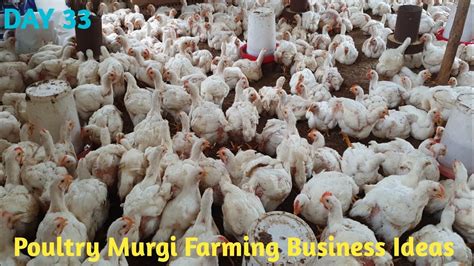 Poultry Farming Business Ideas L How To Start Poultry Farming Business