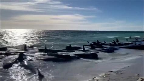 BALLENAS VARADAS AUSTRALIA Más de 160 ballenas piloto quedan varadas