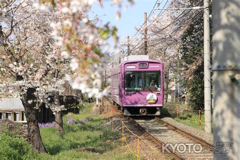 桜並木と嵐電 京都写真ギャラリー 京都観光情報 Kyotodesign