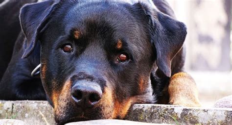 Cane abbandonato in auto sotto il sole è morto di caldo