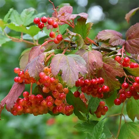 Wentworth American Cranberry Viburnum For Sale The Tree Center