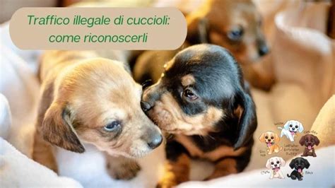 Traffico Illegale Dall Est Europa Cuccioli Piccoli E Malati Come