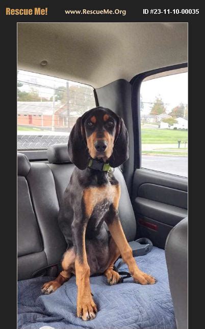 Adopt Black And Tan Coonhound Rescue Utica Oh