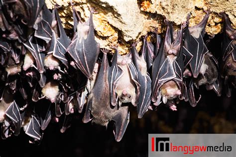 Have you been to the biggest bat colony in the Philippines? • langyaw